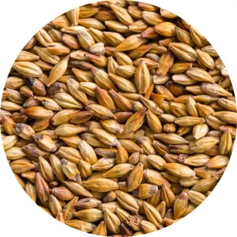 Barley